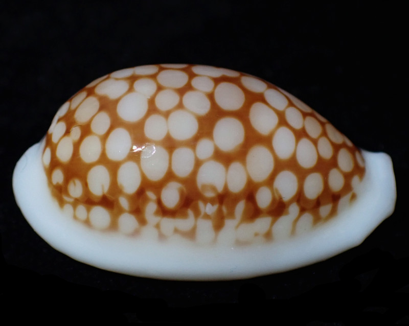 仇东平每日一照315：《花鹿宝螺》_每日一照_海富瑜