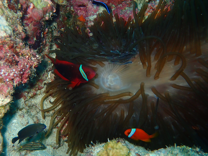 番茄小丑、Amphiprion frenatus_番茄小丑_海富瑜