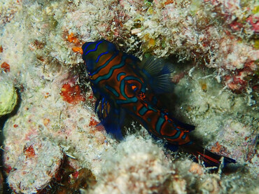 仇东平每日一照316:《麒麟鱼》_每日一照_海富瑜