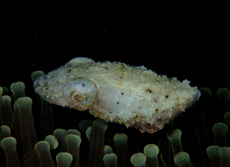 仇东平每日一照317：《侏儒墨鱼》_每日一照_海富瑜