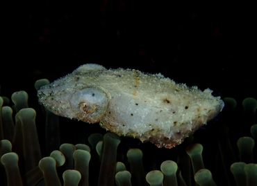 仇东平每日一照317:《侏儒墨鱼》_每日一照_海富瑜