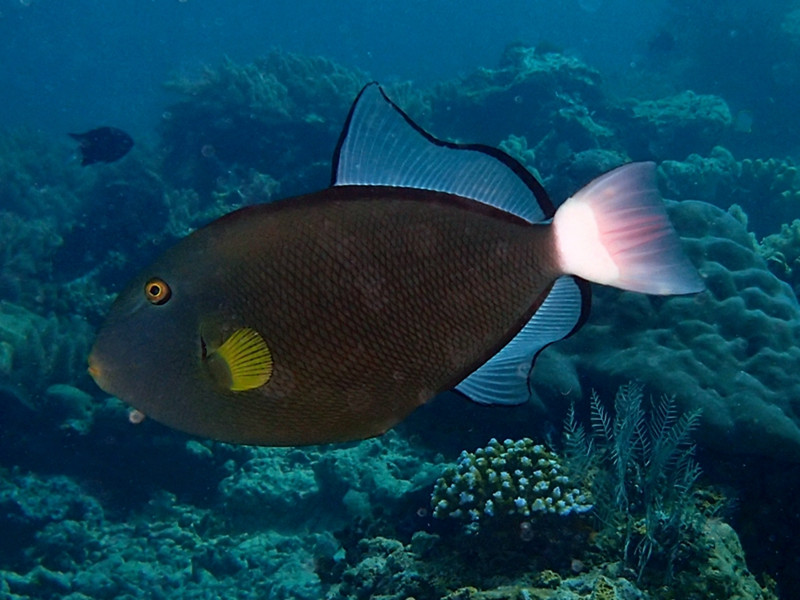 仇东平每日一照318：《粉尾爆弹》_每日一照_海富瑜