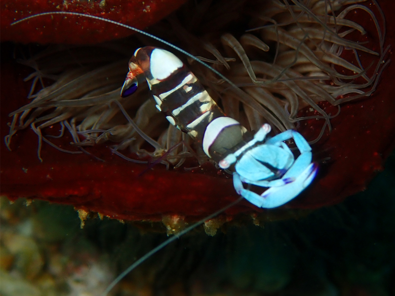 仇东平每日一照319：《拥抱虾》_每日一照_海富瑜