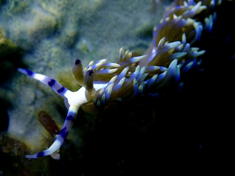 仇东平每日一照320：《蓝龙》_每日一照_海富瑜