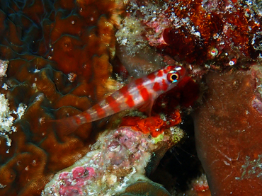 仇东平每日一照321:《红斑虾虎》_每日一照_海富瑜