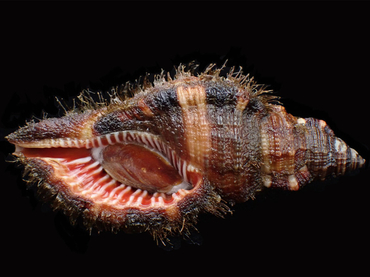 仇东平每日一照322:《毛法螺》_每日一照_海富瑜