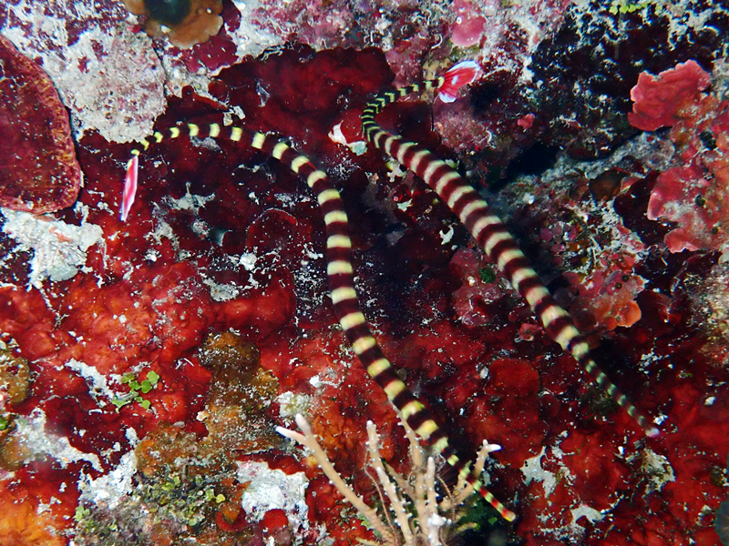 火尾海龙、带纹矛吻海龙、黑环海龙、Doryrhamphus dactyliophorus_火尾海龙_海富瑜