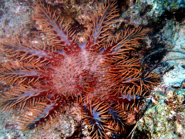 仇东平每日一照323:《棘冠海星》_每日一照_海富瑜