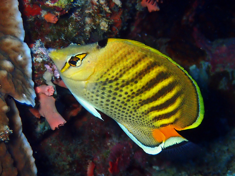 仇东平每日一照324：《虎纹蝶》_每日一照_海富瑜