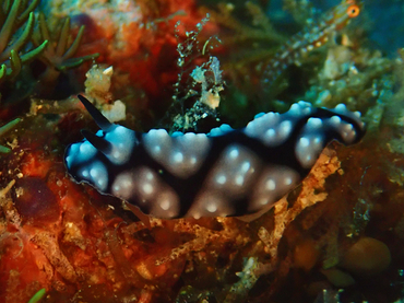 仇东平每日一照325:《龟纹海兔》_每日一照_海富瑜