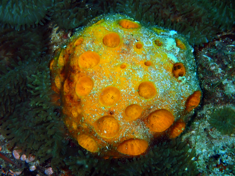 仇东平每日一照327：《球形海绵》_每日一照_海富瑜