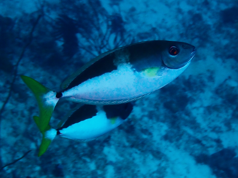 仇东平每日一照328：《黄尾吊》_每日一照_海富瑜