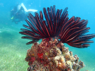 仇东平每日一照329:《红骨黑羽星》_每日一照_海富瑜