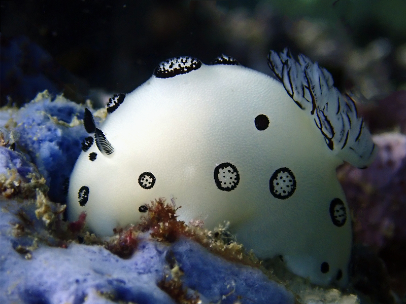 仇东平每日一照330：《大熊猫海兔》_每日一照_海富瑜