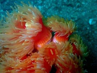 仇东平每日一照331:《红节骨太阳花》_每日一照_海富瑜