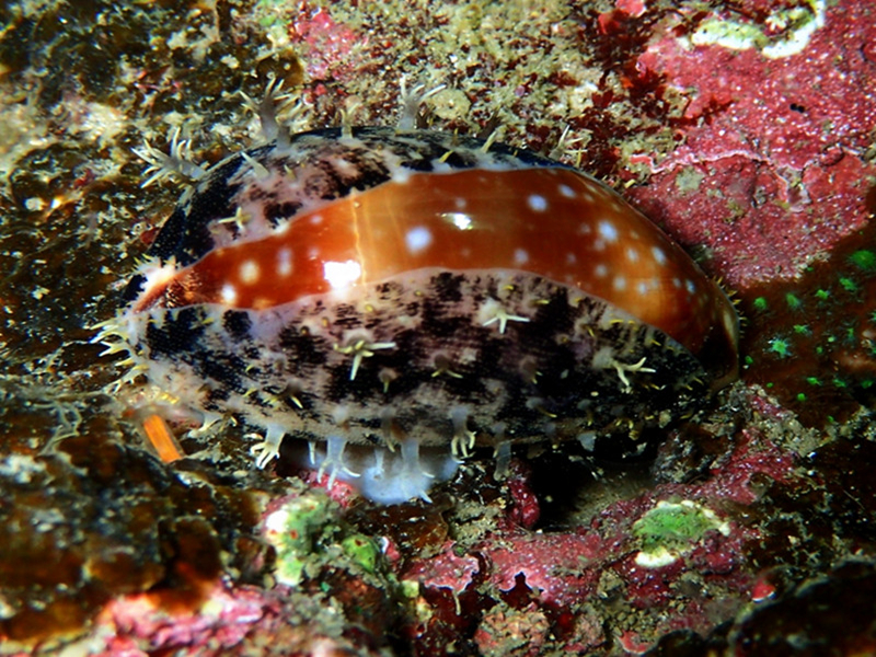 仇东平每日一照332：《白星宝螺》_每日一照_海富瑜