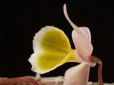 兜唇石斛、Dendrobium cucullatum_兜唇石斛_海富瑜