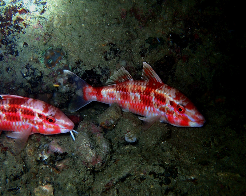 仇东平每日一照333：《锦鲤斑羊鱼》_每日一照_海富瑜