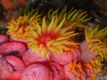 仇东平每日一照334:《猩红太阳花》_每日一照_海富瑜