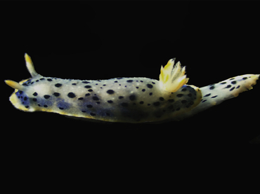 仇东平每日一照335:《蓝猫》_每日一照_海富瑜