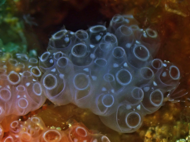 仇东平每日一照336：《白口玻璃灯鞘》_每日一照_海富瑜