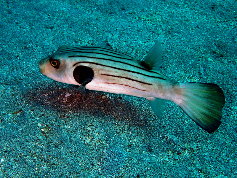 仇东平每日一照337：《线纹狗头》_每日一照_海富瑜