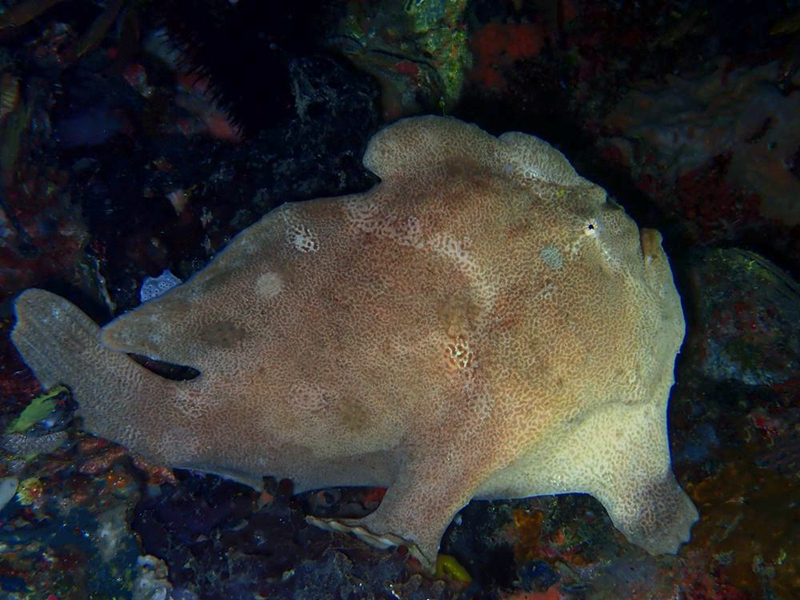 仇东平每日一照338：《巨躄鱼》_每日一照_海富瑜