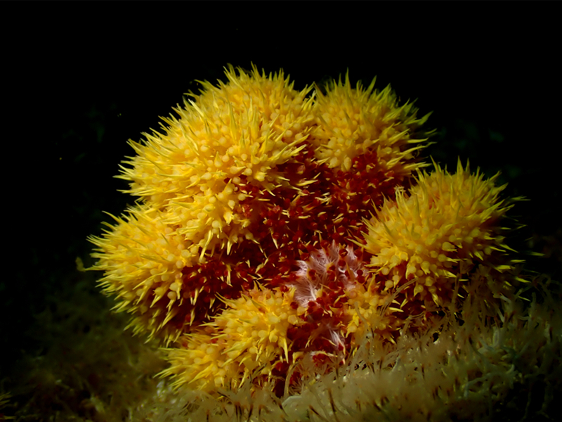 仇东平每日一照339：《杨梅黄-玉珊瑚》_每日一照_海富瑜