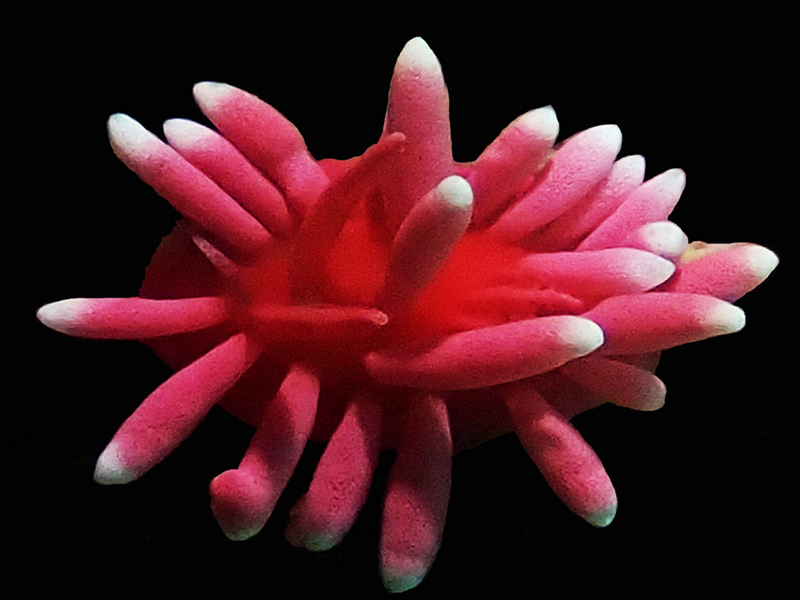 仇东平每日一照340：《粉红豆芽》_每日一照_海富瑜