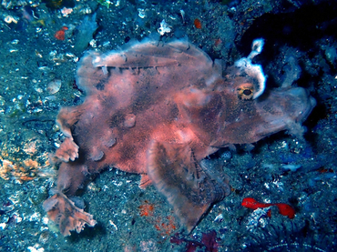 每日一生物照341:《白眉龙鮋》_每日一照_海富瑜