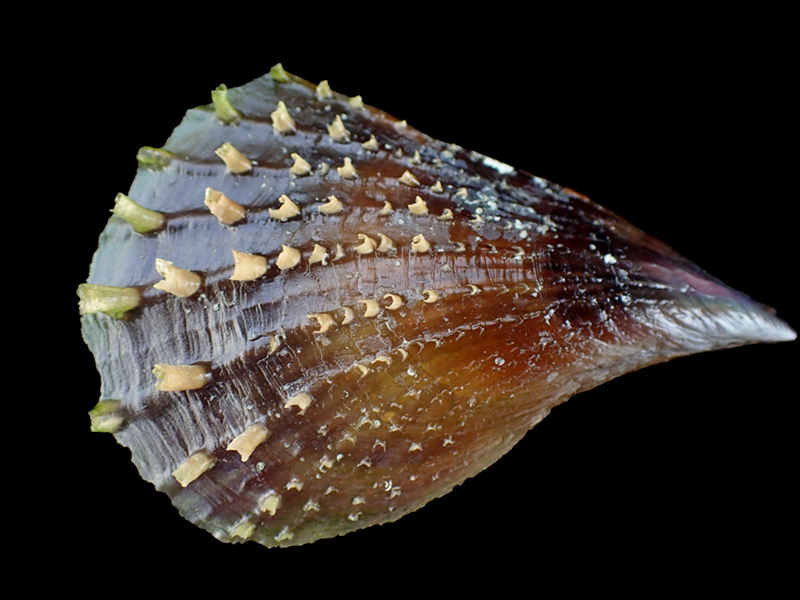 每日一生物照342：《刺带子》_每日一照_海富瑜