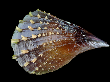 每日一生物照342:《刺带子》_每日一照_海富瑜