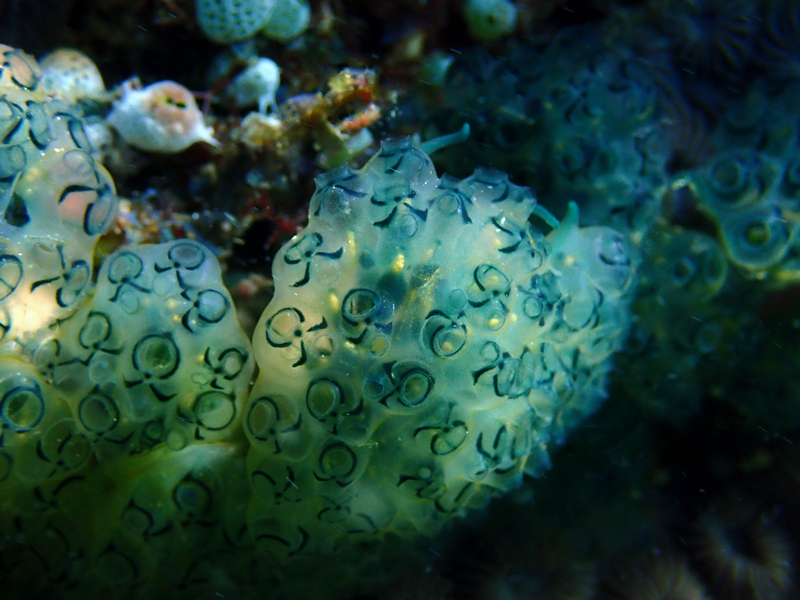 每日一生物照343：《外星人海鞘》_每日一照_海富瑜