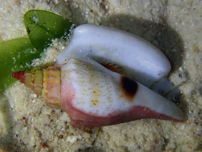 每日一生物照344：《黑痣凤凰螺》_每日一照_海富瑜