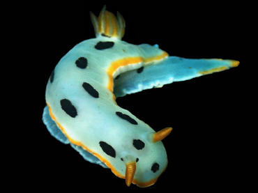 每日一生物照345:《金边熊猫》_每日一照_海富瑜