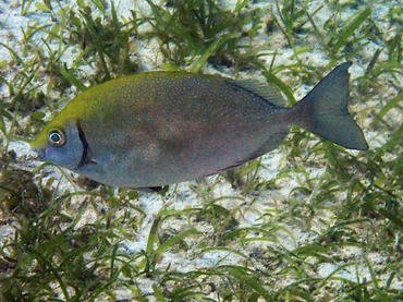 每日一生物照346:《黄头花泥鯭》_每日一照_海富瑜