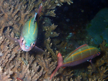 每日一生物照347:《双带梅鲷》_每日一照_海富瑜