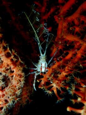 每日一生物照348:《牛水蟹》_每日一照_海富瑜