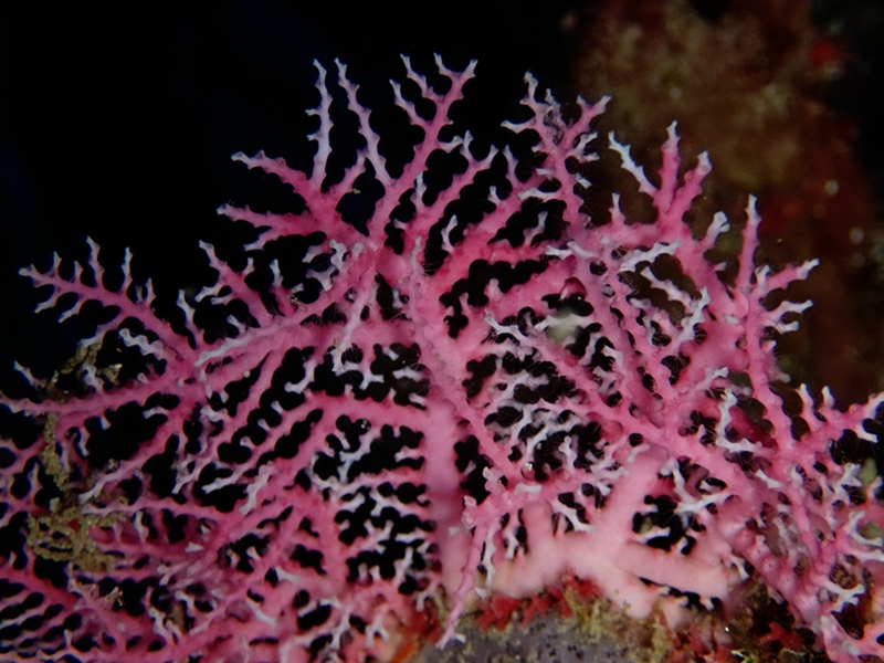 每日一生物照349：《红骨小海扇》_每日一照_海富瑜