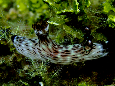每日一生物照350:《火山口》_每日一照_海富瑜