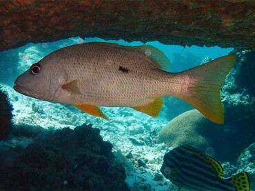 每日一生物照351:《单斑笛鲷》_每日一照_海富瑜