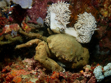 每日一生物照352:《海绵蟹》_每日一照_海富瑜