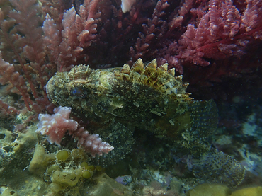 每日一生物照353:《石崇》_每日一照_海富瑜