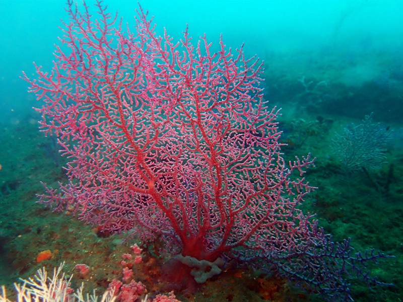 每日一生物照354：《粉红小海扇》_每日一照_海富瑜