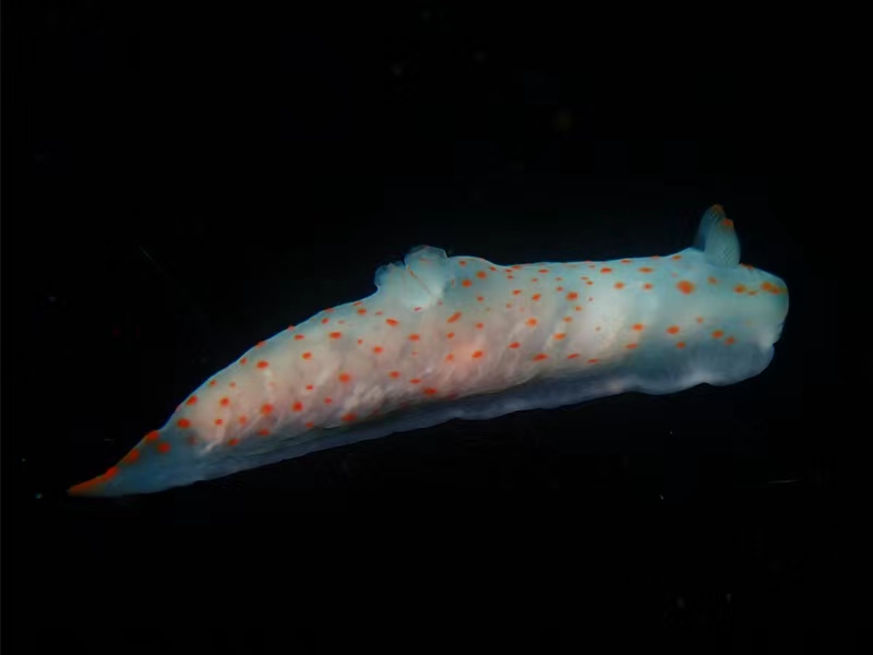 每日一生物照355：《台山一号》_每日一照_海富瑜