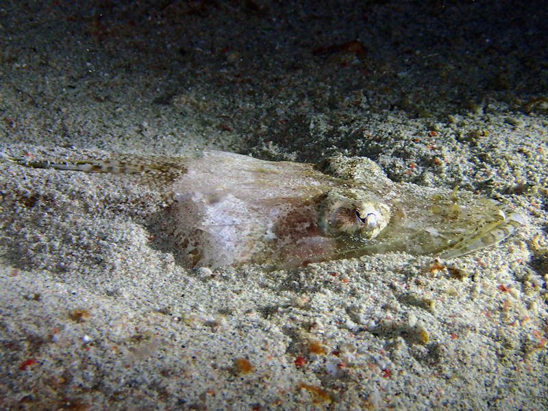 每日一海洋生物照359:《牛尾鱼》_每日一照_海富瑜