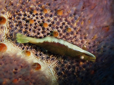 每日一生物照358:《海星虾》_每日一照_海富瑜