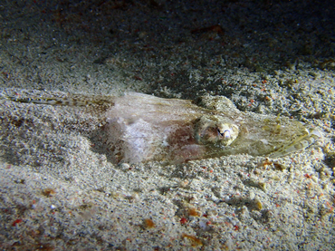 每日一海洋生物照359:《牛尾鱼》_每日一照_海富瑜