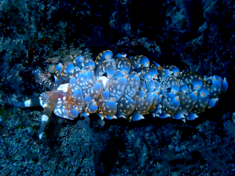 每日一海洋生物照360:《花囊绵羊》_每日一照_海富瑜