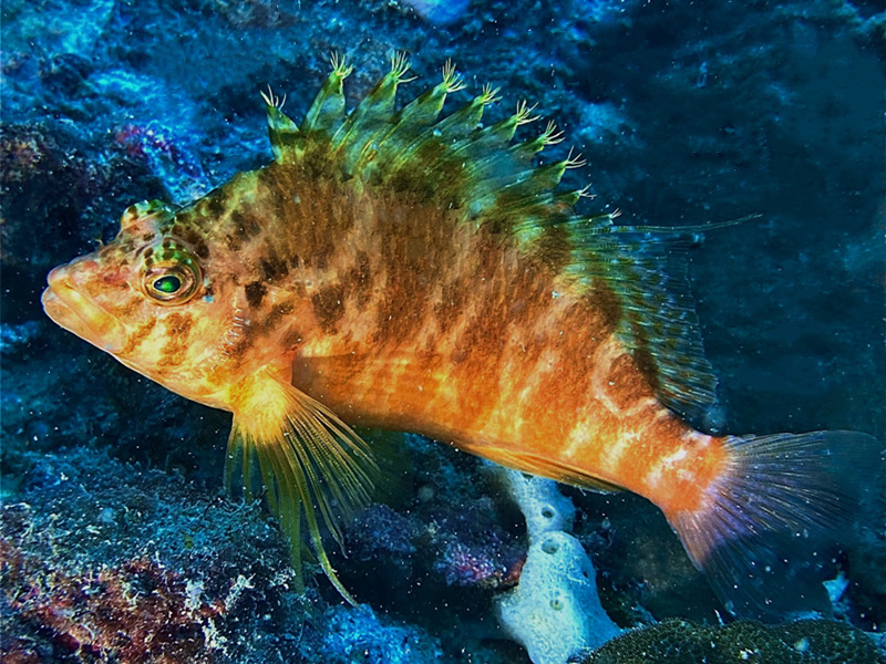 每日一海洋生物照361:《荔枝鱼》_每日一照_海富瑜